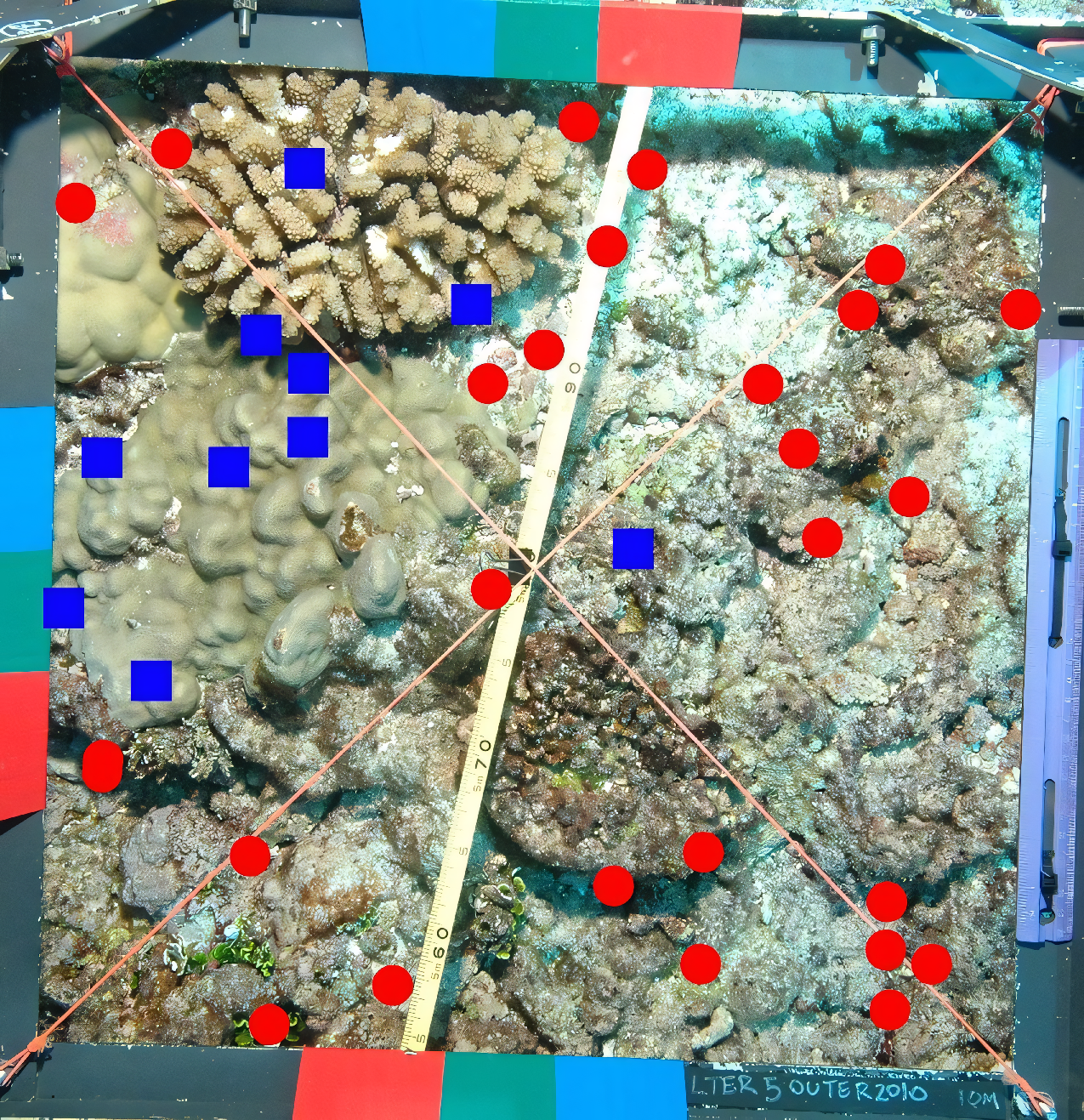 Blue rectangles represent coral (MLC dataset)