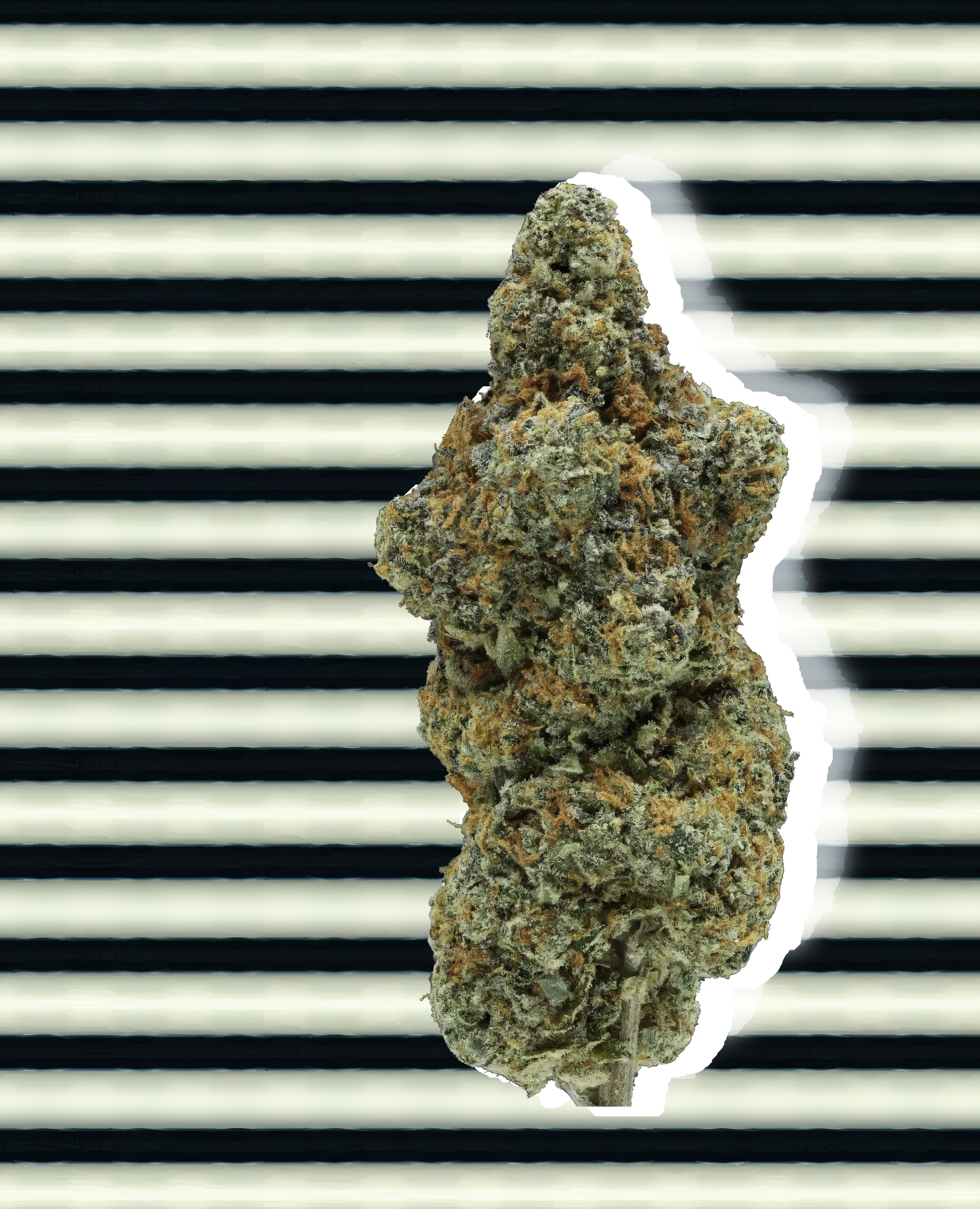 Gelato